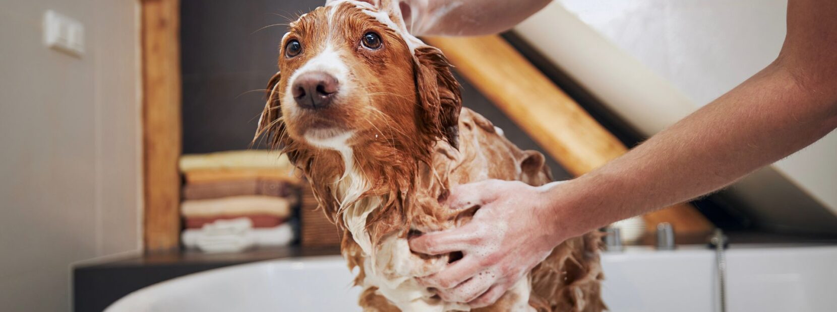 Tratamento de água para Pet Shops